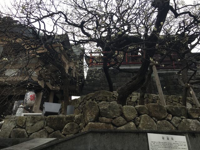 幽雅的湯島天滿宮