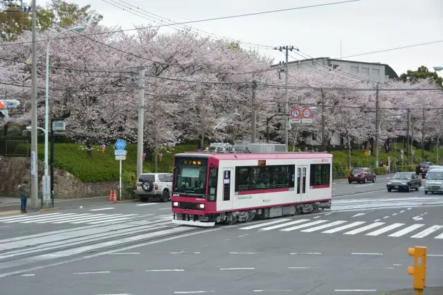 Tram to Enjoy Spring to the Fullest!
Use the Toei Marugoto Kippu (Toei One-day Pass) to View the Cherry Blossoms♪