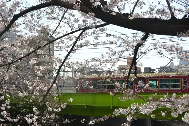 The beautiful scenery of cherry blossoms and a Toden