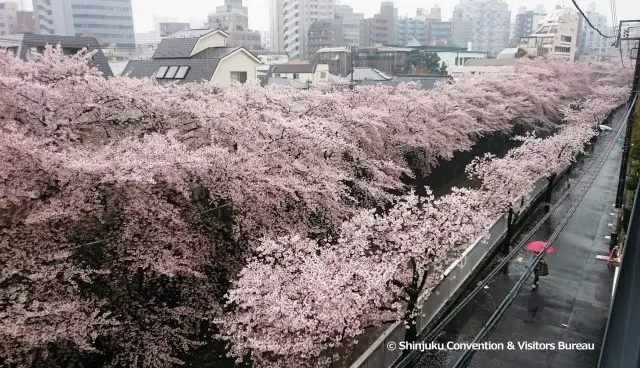 Cherry blossoms in the glory of full bloom along the Kanda River
