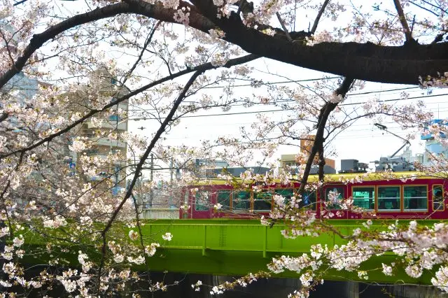 櫻花與都電的美麗景色