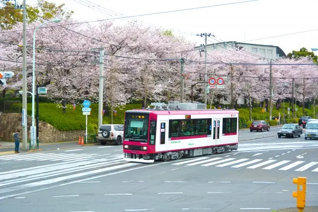 都電荒川線(Tokyo Sakura Tram)的沿線有許多賞櫻勝地！