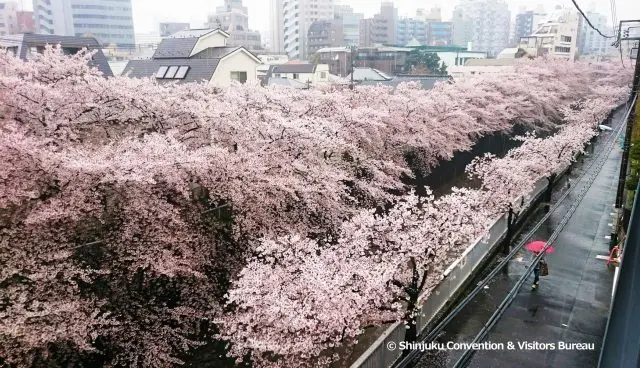 神田川上盛開的櫻花