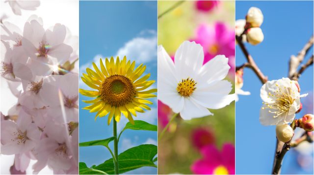 【萬博紀念公園賞花指南】 在花之樂園——大阪萬博紀念公園被四季花卉所療癒吧～