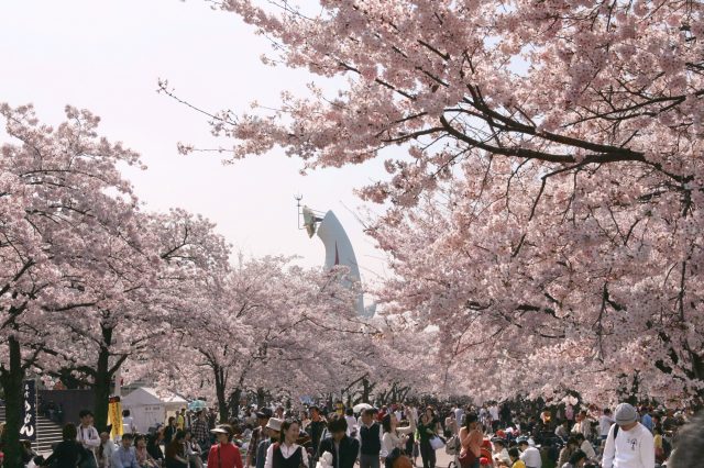 能欣賞約5,500棵櫻花的萬博紀念公園