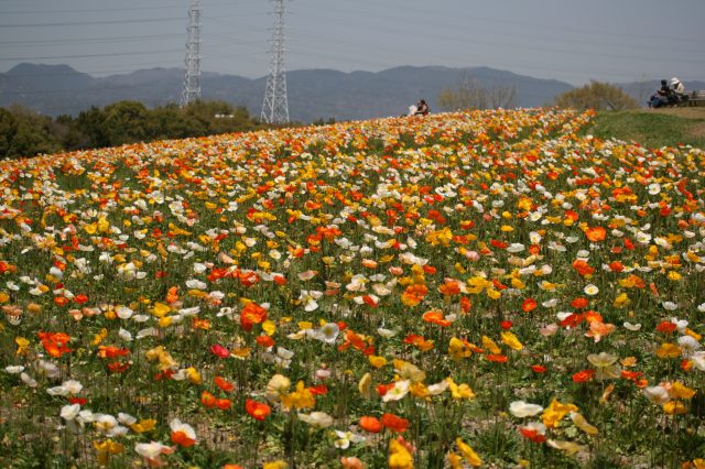 色彩鮮豔的罌粟開滿了整個萬博紀念公園的山丘