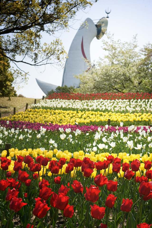 在萬博紀念公園能欣賞到鬱金香依照顏色排列的美景