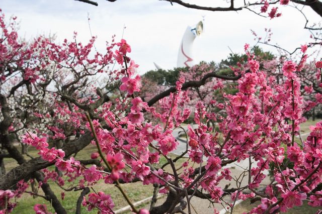 盛開的白、粉、紅色梅花