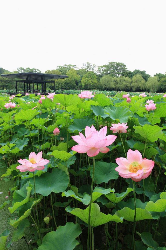 在萬博紀念公園欣賞蓮花，就好像風景畫一般