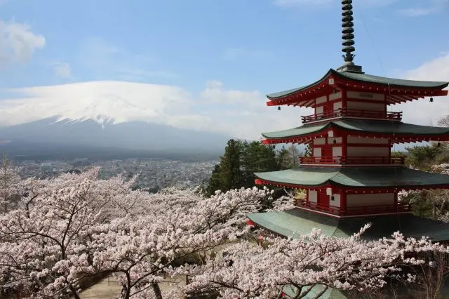 It's Sakura Season at Arakurayama Sengen Park in Fujiyoshida City, Yamanashi Prefecture!