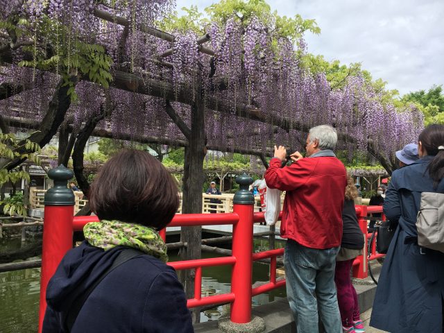 平橋兩旁的紫藤