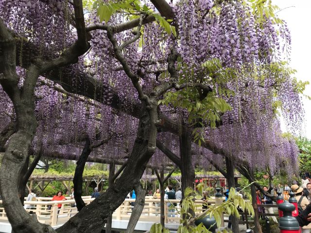 【遊記】東京紫藤第一名所！龜戶天神社紫藤祭