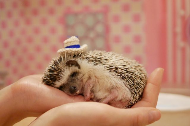 手掌大小的刺蝟