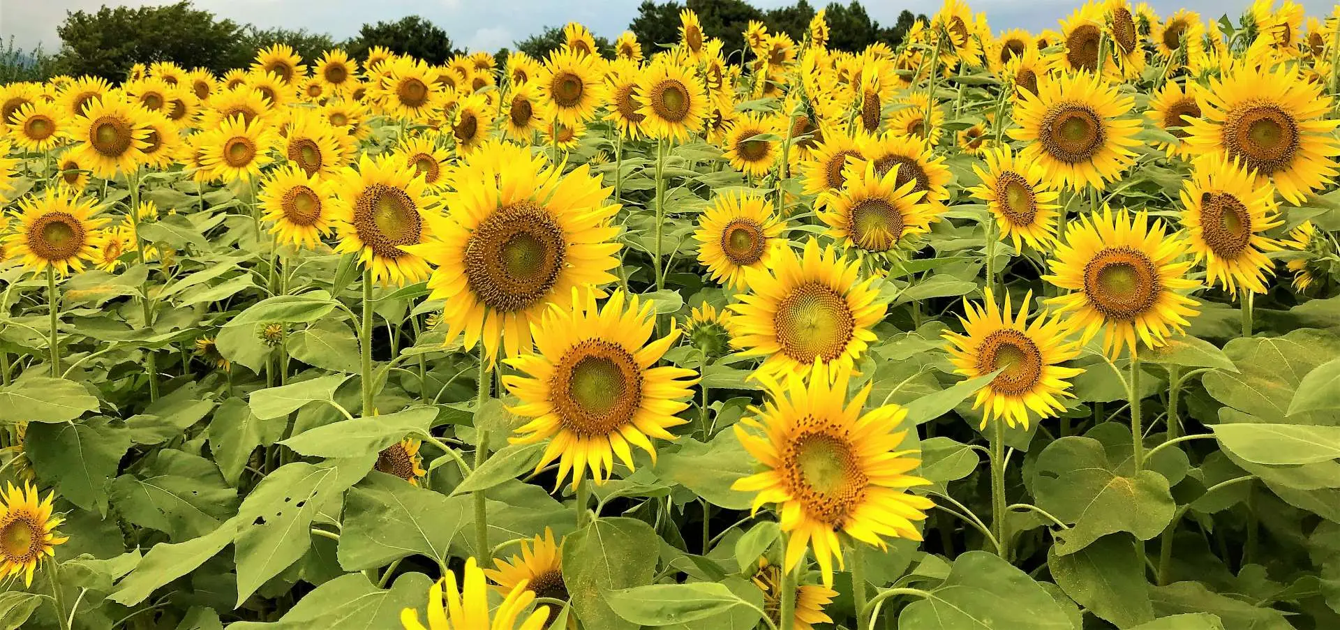 向日葵 Amazon.co.jp: 車輪の国 向日葵の少女(限定版:シングルCD、マイクロ