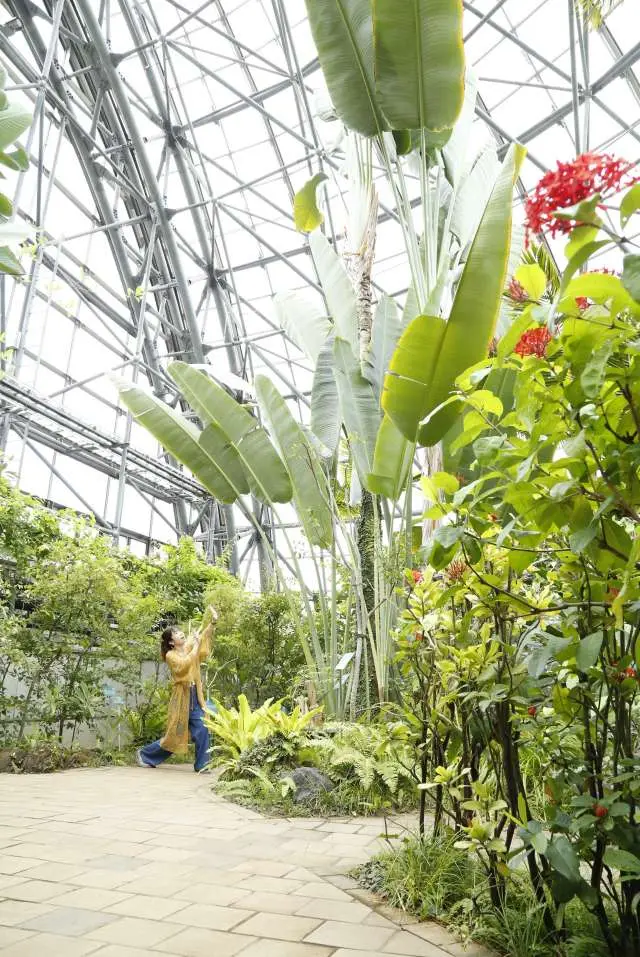 令人驚異的巨大植物！