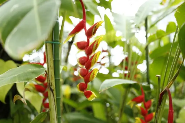 色彩鮮艷的花朵在迎接大家的到來