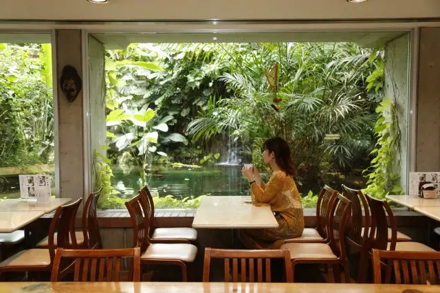 能欣賞到植物的咖啡廳內觀