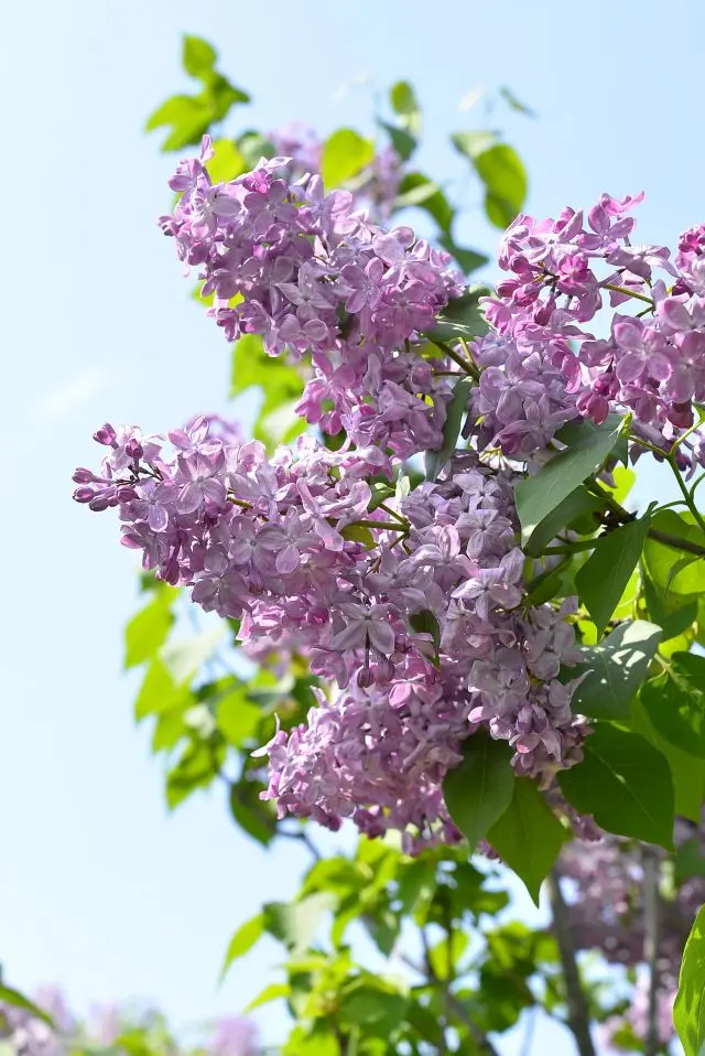 大通公園內大約有400棵丁香樹競相綻放