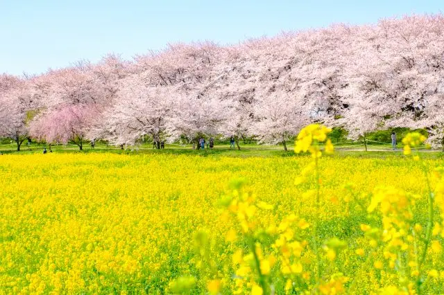 【超嚴選】一篇搞定！埼玉必去景點15選