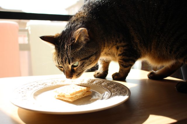 正中貓咪的取向！