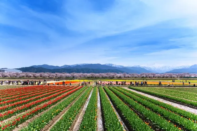 經過精心修整的花田也相當秀麗♪
