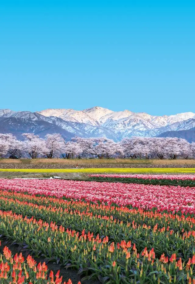 白、粉、黃、紅的色調對比如詩如畫。