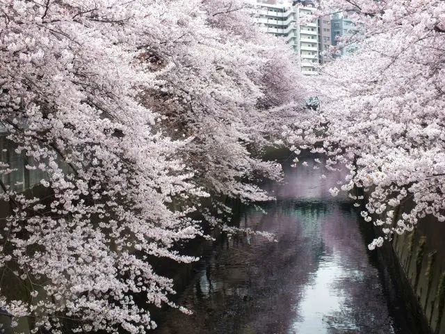 從面影橋上望去的神田川之櫻花