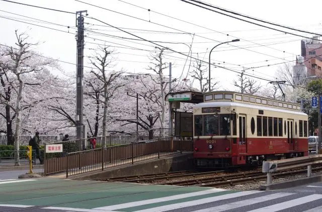 Tokyo Sakura Tram (都電荒川線)面影橋車站附近的櫻花也相當漂亮