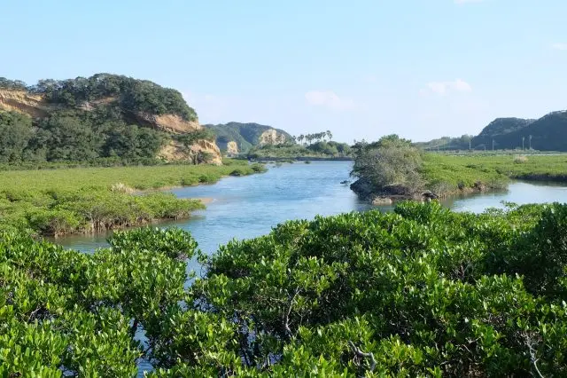 探索神秘的紅樹林！