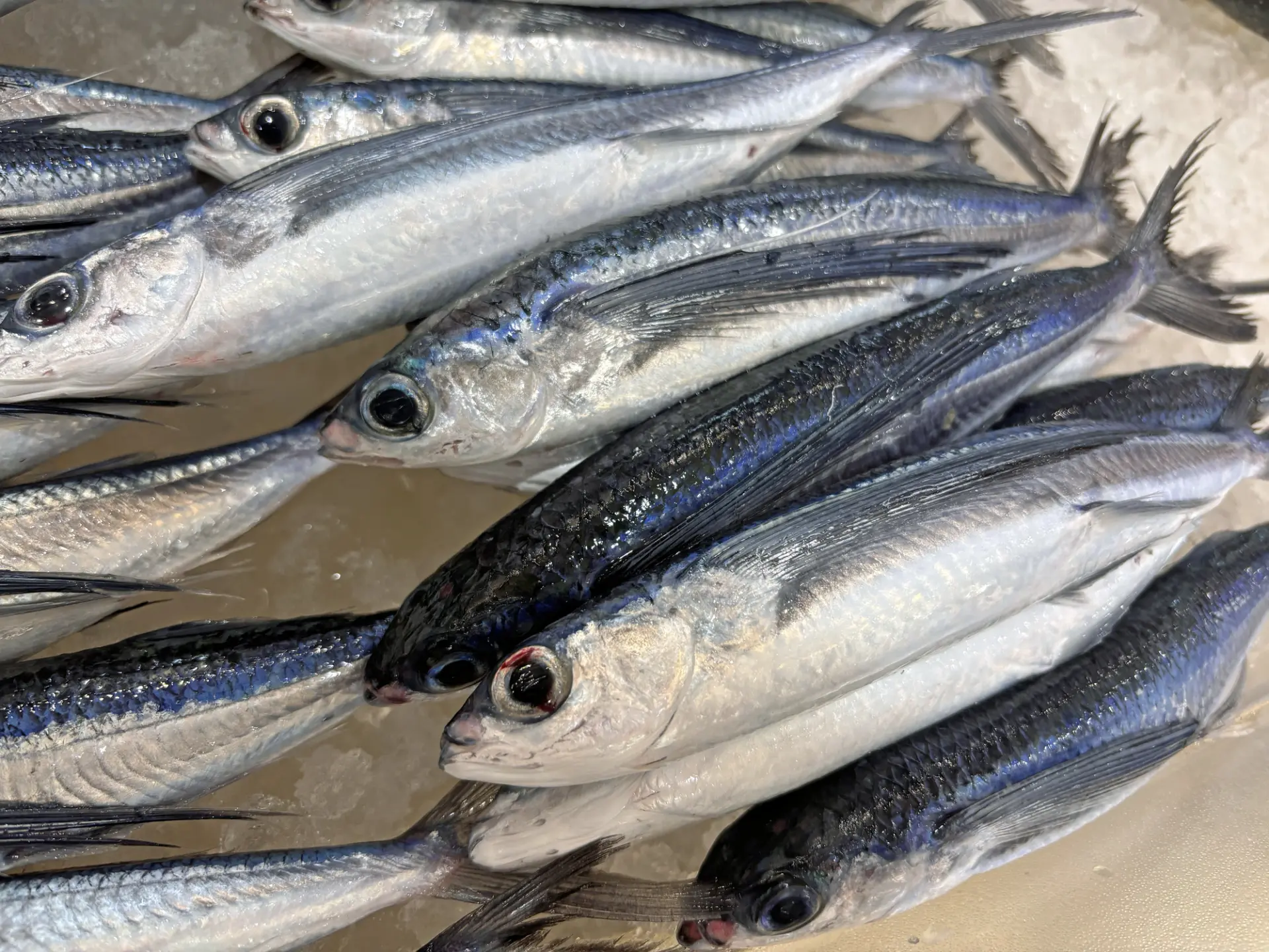 被當地居民暱稱為「Toppy」的「飛魚」