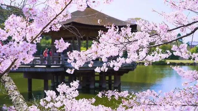 Seven Fabulous Cherry Blossom Spots, Accessible from Osaka by Train!