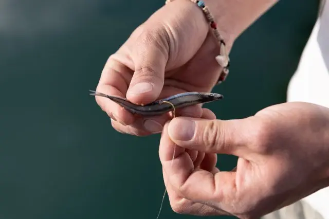 餌は複数用意。狙う魚種によって逐一変えるのがポイント。