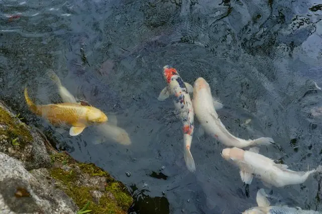 園内の池や濠で優雅に泳ぐ錦鯉。