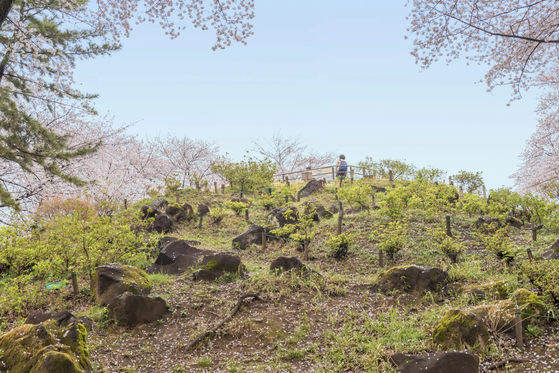 山手線内の最高峰「箱根山」がある、季節の花が楽しめる公園