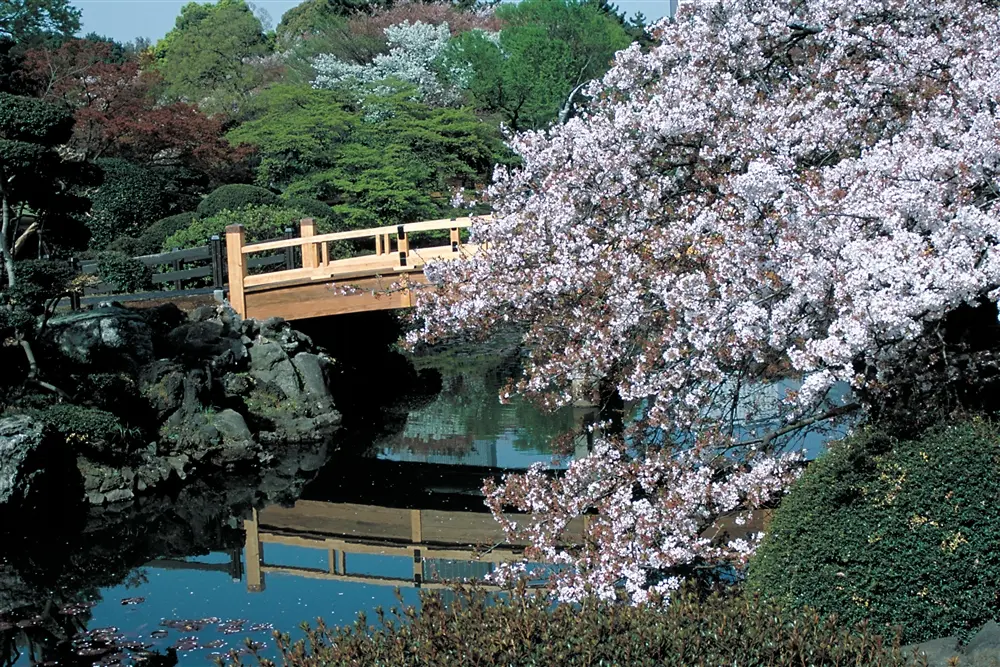 園内の各所が桜で華やぐ新宿御苑
