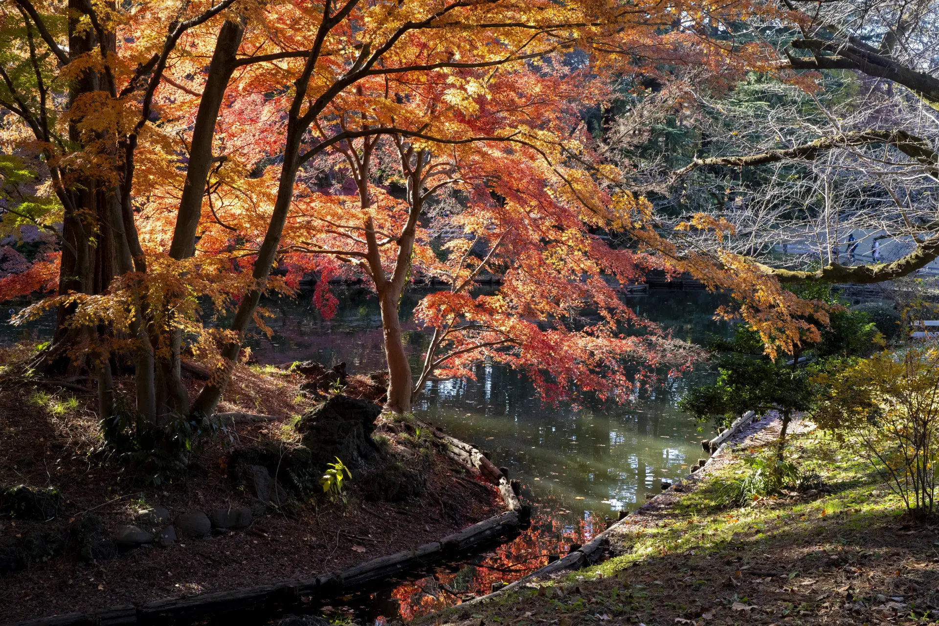 紅葉に染まる新宿御苑