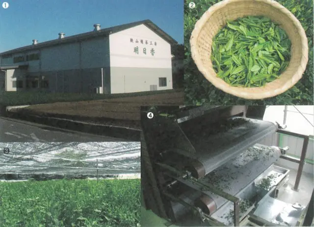 Zikkichi works directly with the farmers and provides the highest quality of Japanese Matcha. Their factory, Asuka, is the first and unique full-scale matcha factory not only in Kawagoe but in the whole Kanto region.