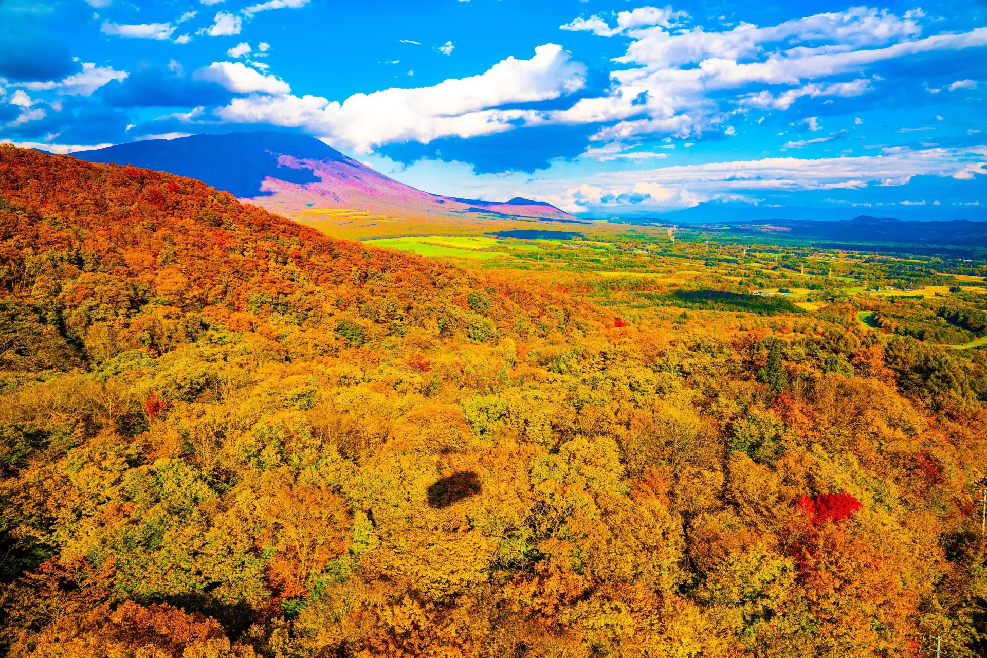 A colorful gradation of autumn foliage