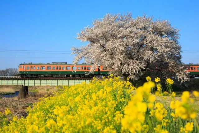 桐生と足利エリアの間はJR両毛線で移動も楽々！