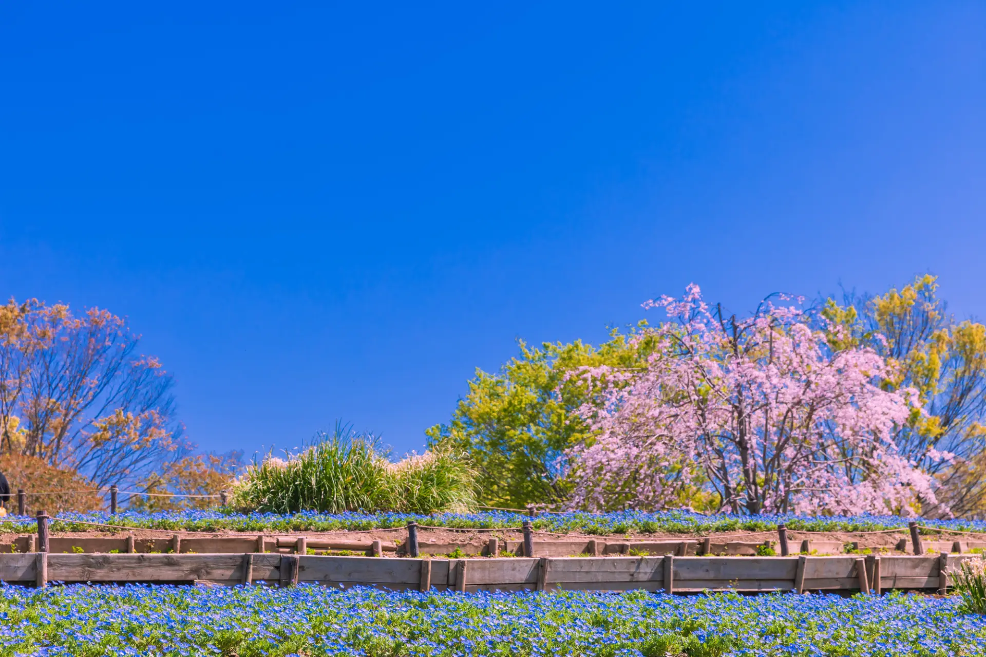 青空に映えるネモフィラと桜並木はまさにフォトジェニック