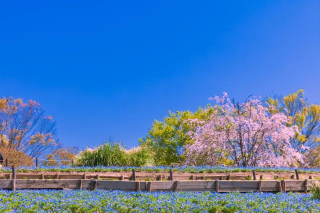 Nemophila and rows of cherry trees stand out beautifully against the blue sky