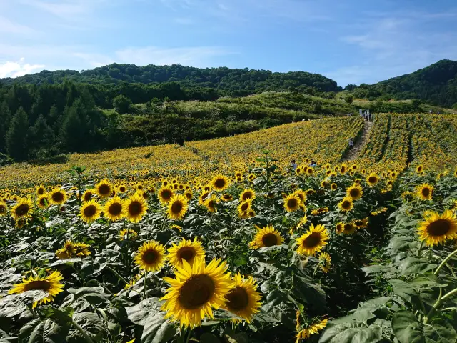Sunflowers bloom in neat rows facing the sun