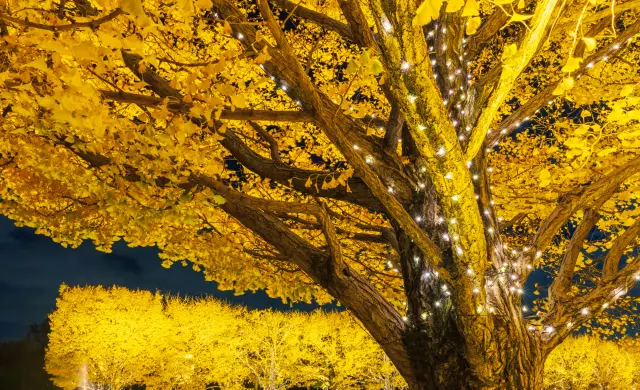 Do not miss the evening illuminations, which create an enchanting atmosphere