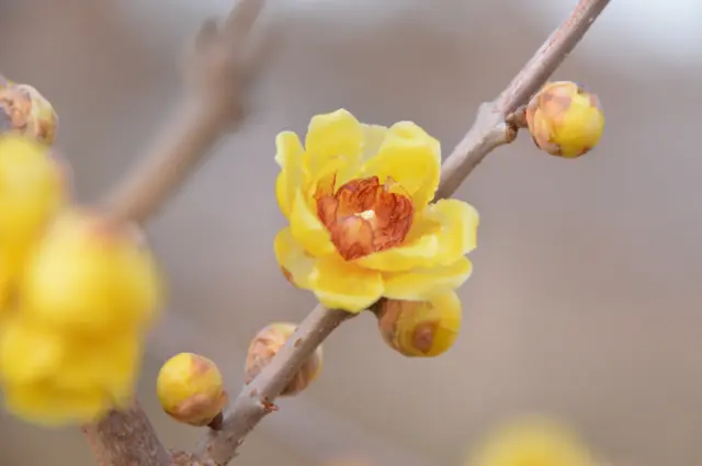 Winter at Showa Kinen Park brings flowers blooming bravely in the cold