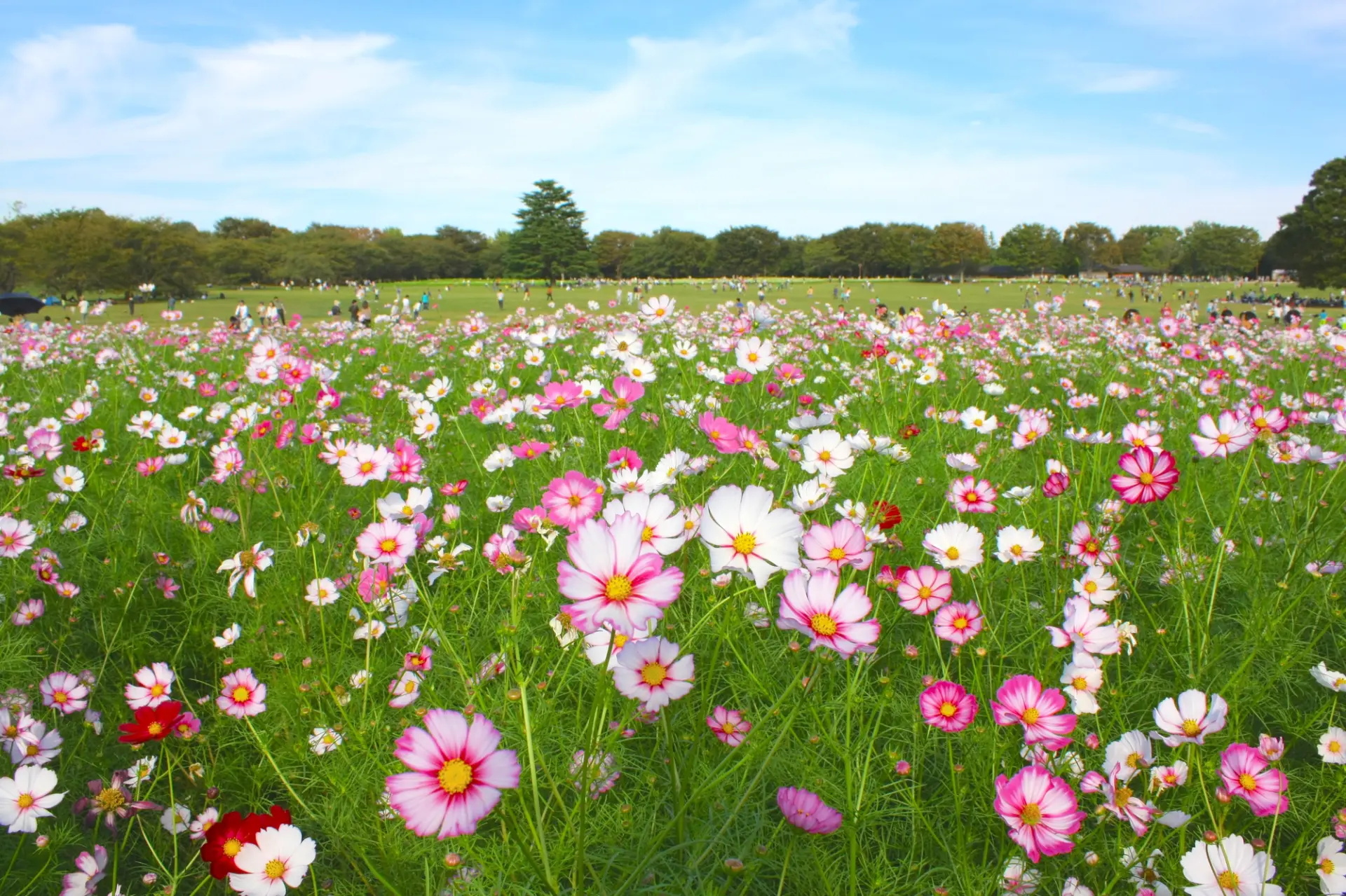 花のシーズンには欠かせない存在となった「花の丘」