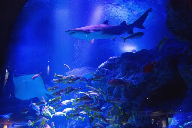 【墨田水族館完整指南】玩法&必看重點一篇搞定！