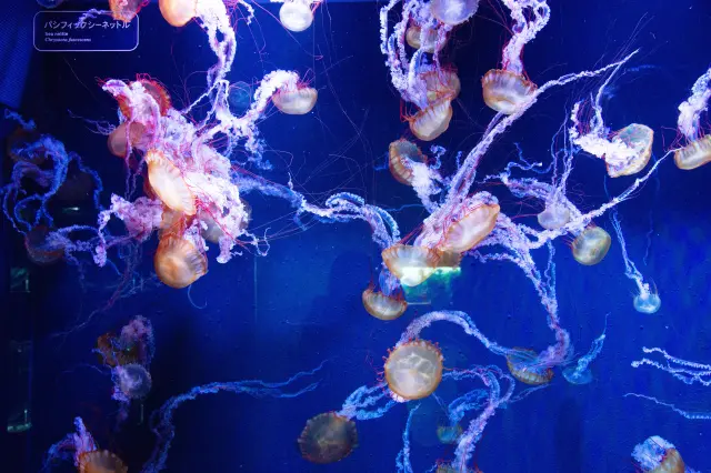 入口有「太平洋黃金水母」迎接每位造訪的遊客