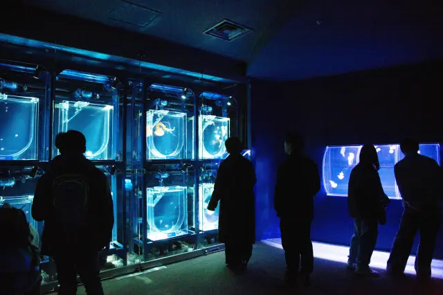 如夢似幻的水母展示