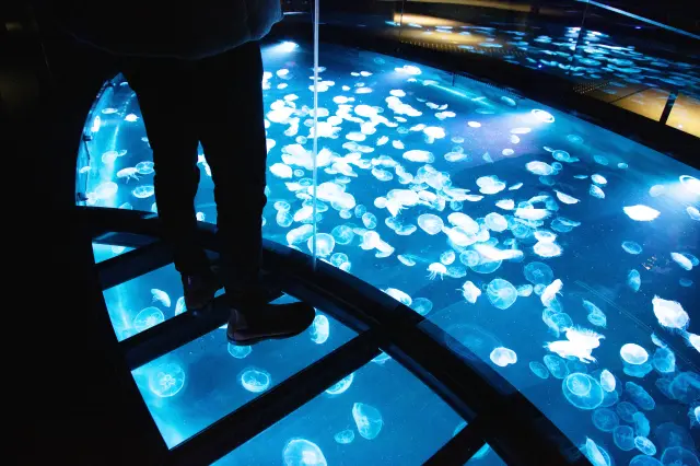 「Big Schale」長7公尺，可以站在水母上方俯瞰