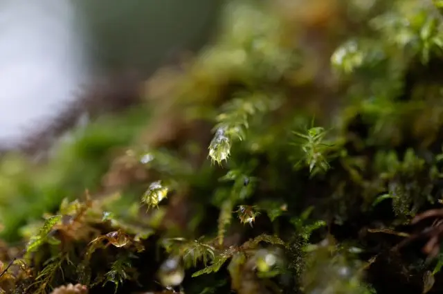 Yakushima Island, where abundant rain nurtures a variety of plants, is home to more than 600 species of mosses